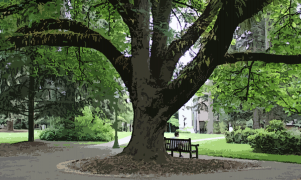 Decorative Photo Button: Big campus tree and bench
